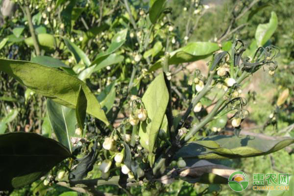 六月水果柑橘的“三好”種植管理要點